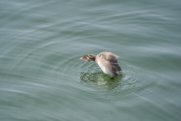 Little Grebe chicks trying to dive in the water (from diagonally behind)