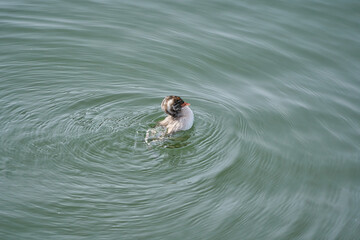 Little Grebe chicks swimming on the surface of the water (from the side)