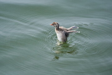 Little Grebe chicks flapping on the surface of the water (from the side)