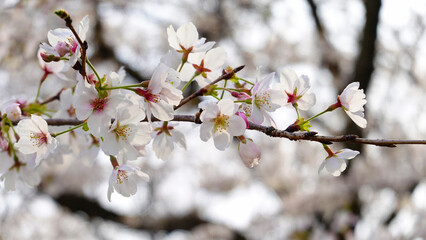 埼玉県幸手市　権現堂堤の桜並木と菜の花(桜のアップ)　4543