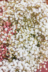 Small white and pink flowers. Pattern of colors. Blurry background.