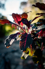 red leaves