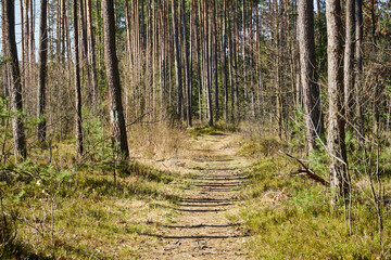 leśna wiosenna ścieżka © Marcin Łazarczyk