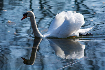 łabędzie  © Dariusz Grochal 