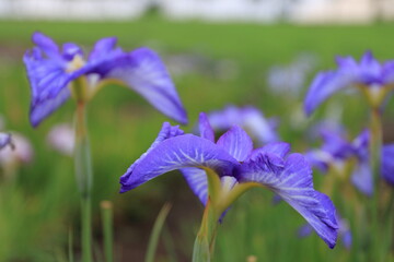 【北海道】札幌市八紘学園の花菖蒲園