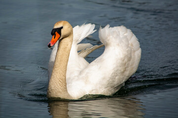 łabędzie  © Dariusz Grochal 