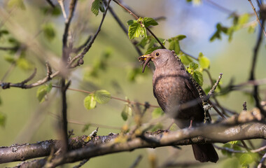 Common Blackbird (Turdus merula) female on branch
