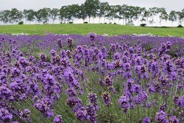 【北海道】札幌市八紘学園の花菖蒲園