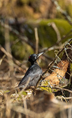 Black Woodpecker (Dryocopus martius) in forest