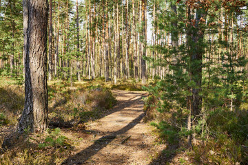 leśna wiosenna ścieżka © Marcin Łazarczyk