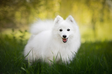 Amazing and young Japanese Spitz, portrait of dog