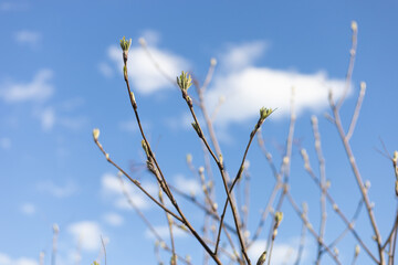 Twigs of a tree with blooming green leaves against a blue sky.