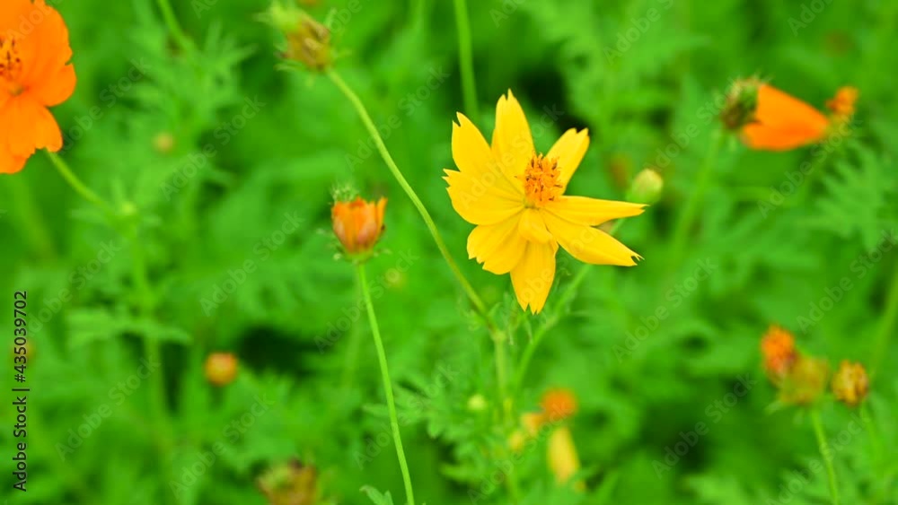 Poster 4K Video of yellow cosmos flower