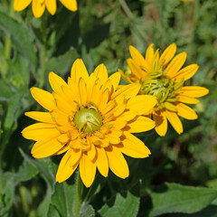 Gelb blühender gefüllter Sonnenhut, Rudbeckia