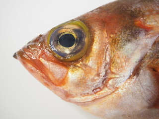 メバルの顔と大きな目