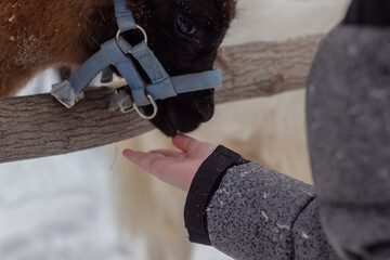 A child feeds a baby alpaca. Children's hand, winter zoo. Alpaca behind a wooden fence.
