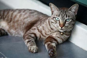 Lovely gray cat sitting at outdoor