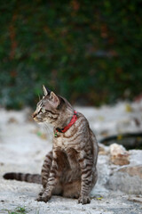 Lovely gray cat sitting at outdoor