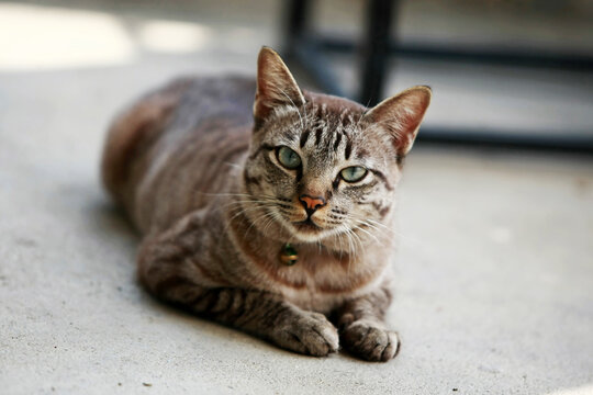 Lovely gray cat sitting at outdoor