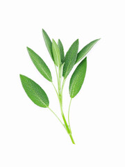 Fototapeta na wymiar Close up branch of fresh sage leaves isolated on white background . Alternative medicine fresh salvia officinalis..
