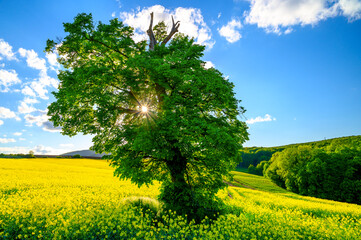 The sun shines through the tree. A lone linden tree grows in a yellow flowering field. Oilseed rape blooms in spring time.