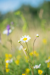 Beautiful Daisy Flowers In Colorful Meadow