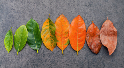 Different age of leaves and colour set up on dark stone background. Ageing and seasonal concept colorful leaves with flat lay and copy space. - 435041111