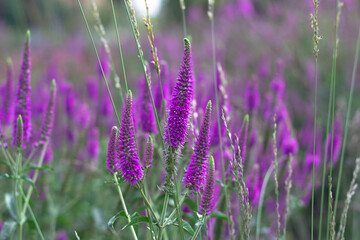 Beautiful purple flowers, selective focus, flower bed in the Park, beautiful fountain, close up.