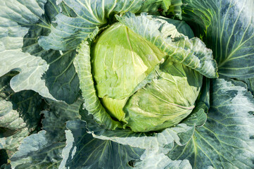 cabbage in the garden, top view above