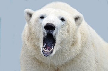 polar bear portrait - obrazy, fototapety, plakaty