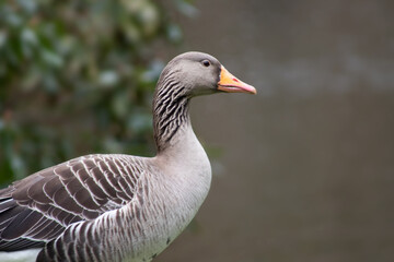 Naklejka na ściany i meble Closeup portrait of grey wild goose or greylag goose (anser anser) on natural blurred background, copy space for text