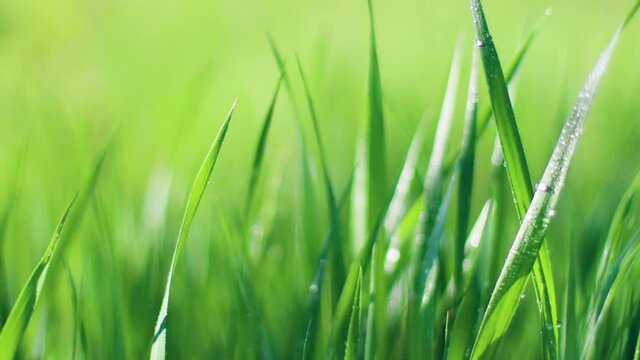 4k. Lush green grass in the meadow in sunlight in the wind in summer or spring season. Dew drops in lights on green grass.