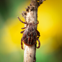 Male blood-sucking mite on a dry grass outdoors macro