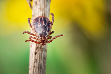 Male blood-sucking mite on a dry grass outdoors macro