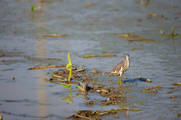 Chinese Pond Heron (Ardeola bacchus) in nature