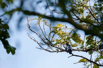 Black baza (Aviceda leuphotes) perched on a branch on nature