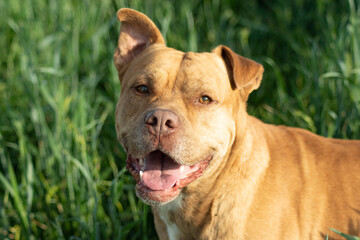 brown pit bull in the park at sunset