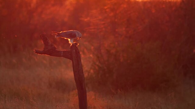 Black-Shouldered Kite in African Sunset
