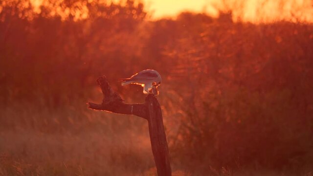Black-Shouldered Kite in African Sunset