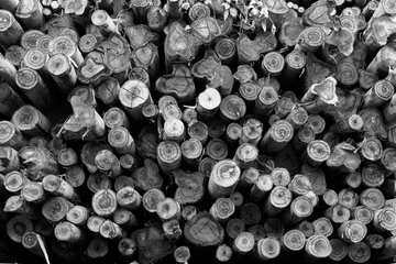 Fotobehang Brandhout textuur Textuur van een eindvlak van houten. veel brandhout in stapel voor achtergrond of behang zwart-wit toon