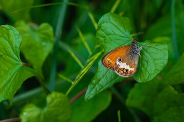 Fototapeta na wymiar Farfalla arancione coenonympha butterfly appoggiata su foglia a forma di cuore macro nella natura libertà