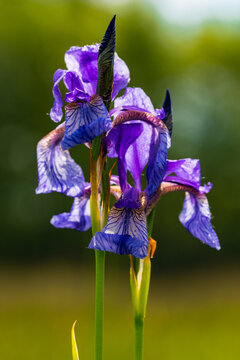 Fiore Iris sibirica iridaceae giaggiolo natura flora risorgive