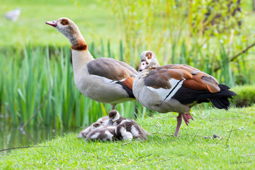 Egyptian goose family with goslings