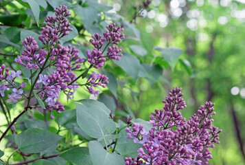 Obraz na płótnie Canvas Twigs of blooming lilacs in a spring park.
