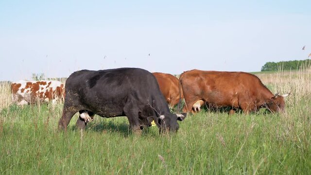 Herd of Dairy Cows Graze in a Beautiful Meadow, Eat Green Grass. Many spotted, brown, black farm animals. Fresh herb, as a source of delicious milk. Cows are numbered in the punctured ear. 4K.