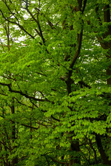 Fototapeta na wymiar Un chemin au milieu des hêtres conduisant à un champ au milieu de la montagne. Les feuilles des arbres sont très vertes.