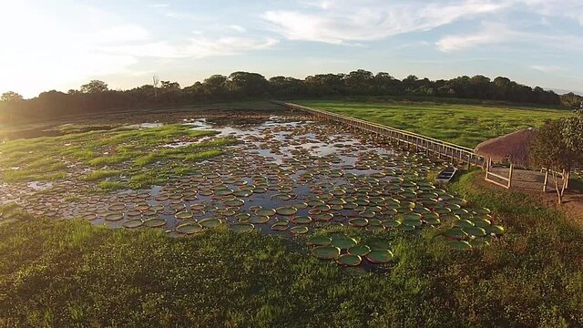 Aerial Vit&oacute;ria R&eacute;gia - Pantanal / Brazil