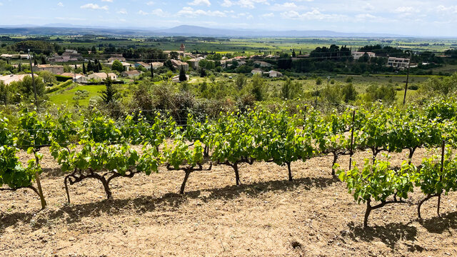 La cit&eacute; de Minerve avec son canyon, la vieille ville et le vignoble du minervois