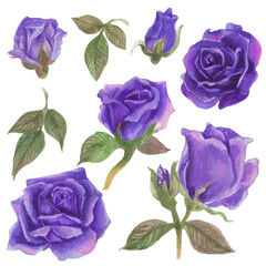 Set of rose watercolor elements. Vector illustration.