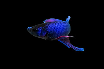 Water Animal Concept: Betta Fish, Blue Red Purple Fish, Isolated Over Black Color Background. Suitable For Design Stock Object, Siamese Fighting Fish, Splendens, Betta Mandor, Giant Betta, Cut Out